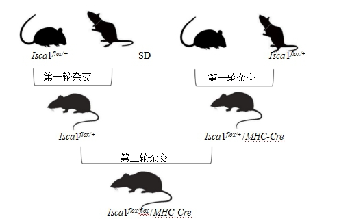 isca1心肌特异性基因敲除sd大鼠