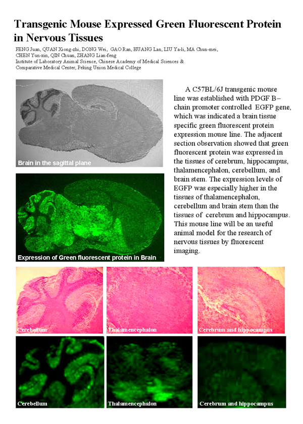 脑组织特异表达绿色荧光转基因小鼠